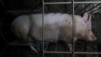 Macrogranjas, macromaltrato, macrocontaminación