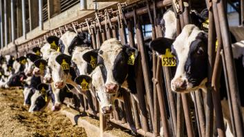 La herramienta con la que puedes ver cómo lo que vas a comer ahora afecta en la supervivencia de miles de especies en riesgo de extinción