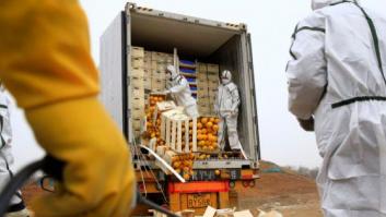 La razón por la que China ha destruido así 20 toneladas de cítricos españoles