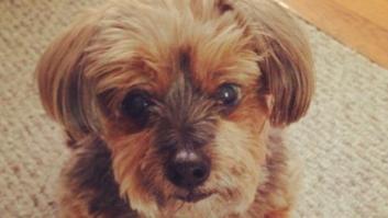 No te rías de mí por llorar la muerte de mi perro