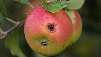 Gusanos inteligentes