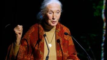Muere a los 91 años Jane Goodall, la primatóloga y experta mundial en chimpancés