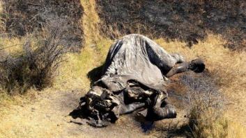 Acabamos de vivir la mayor matanza de elefantes de la historia de África
