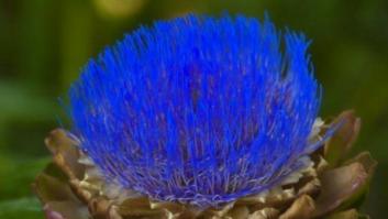 Las alcachofas son flores y estas imágenes te lo demuestran