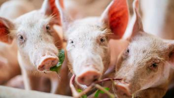 Muere el paciente con un corazón de cerdo trasplantado, dos meses después