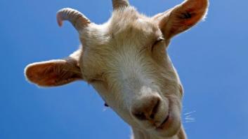 Las cabras distinguen a las personas felices y prefieren interactuar con ellas