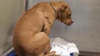 La foto viral de este perro le ayuda a encontrar un hogar