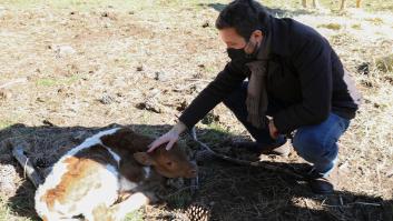 El Partido Popular ha apoyado iniciativas contra las macrogranjas en casi 40 municipios