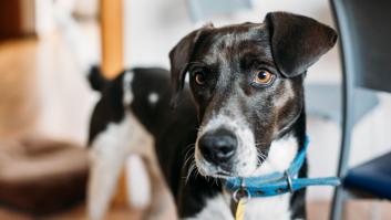 Qué pasa con el DNI y otras dudas sobre el cambio de las leyes sobre los animales