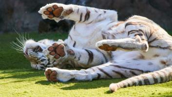 El canario Loro Parque, mejor zoológico del mundo según Tripadvisor