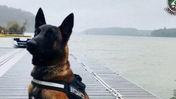 Encuentran a Enno, el perro de rescate de la Ertzaintza desaparecido hace 8 días