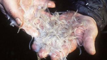 La Guardia Civil detiene a 40 personas en Cantabria por pesca ilegal de angulas