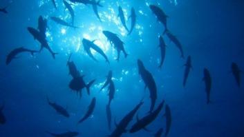 ¿Por qué el mar es azul, oiga?