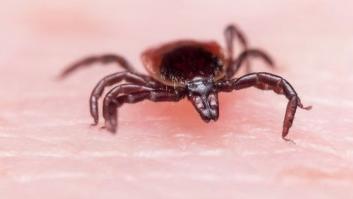 Muere un hombre por la picadura de una garrapata transmisora de la fiebre Crimea-Congo