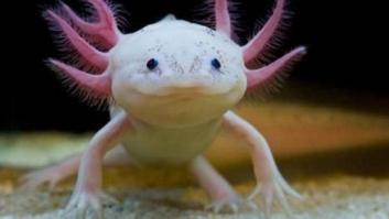 El monstruo de agua mexicano que lucha por no extinguirse