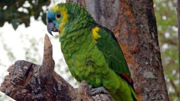 Detenido por robar un loro y pedir 100 euros de rescate