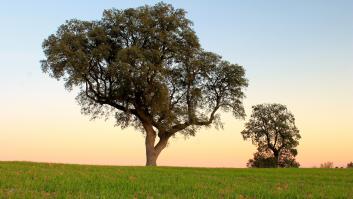 La sombra del roble: cuento para unos padres primerizos