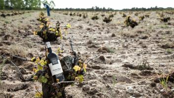 Investigadores resucitan levaduras centenarias para elaborar un verdejo al alcance de muy pocos