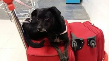 Una joven pide ayuda en redes para localizar a su perra perdida en Barajas por Iberia