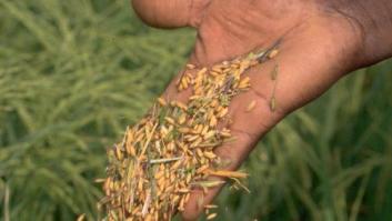 Investigadores españoles demuestran que tres proteínas del arroz transgénico frenan el sida