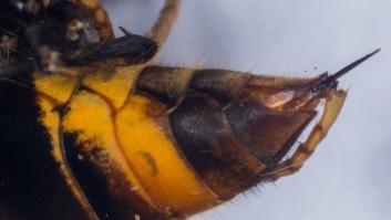 Tercer fallecido por picadura de avispa en Galicia en ocho días