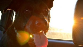 7 consejos para que tu mascota también disfrute de las vacaciones