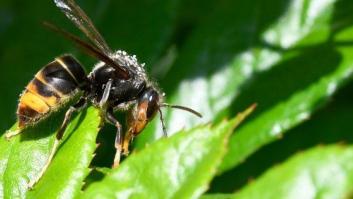 Muere una segunda persona en Galicia por la picadura de avispa velutina
