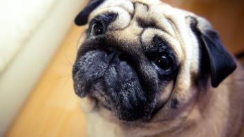 La asombrosa ilusión óptica con el trasero de este perro que vuelve a dar la vuelta al mundo