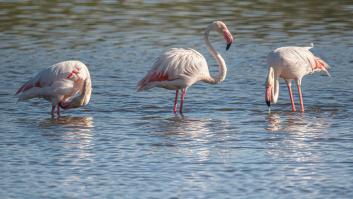 El Gobierno amenaza a Andalucía con llevar al Constitucional la ley de regadíos en Doñana