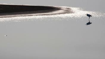 Los pájaros de Creta