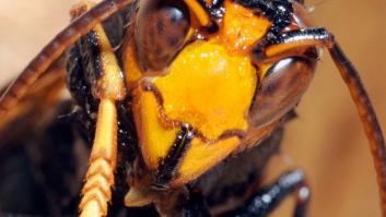 Avispa velutina: la "asesina" que ha invadido España y con la que tienes que tener cuidado