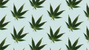Si has leído que el cannabis previene el coronavirus, no lo celebres todavía