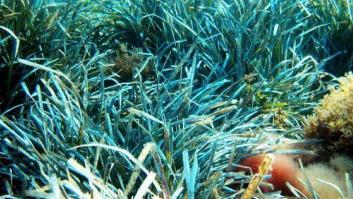 El organismo vivo más grande del mundo vive en Ibiza