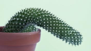 La RAE aclara al fin el plural de una de las plantas más resistentes