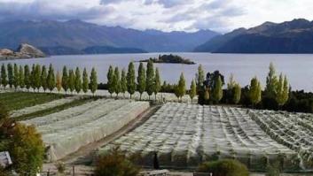 Un vino de Nueva Zelanda, por favor