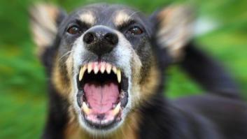 Muere un adolescente de 14 años en Bolivia con síntomas de rabia humana