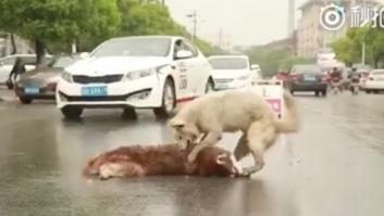 El vídeo de estos dos perros te partirá el corazón