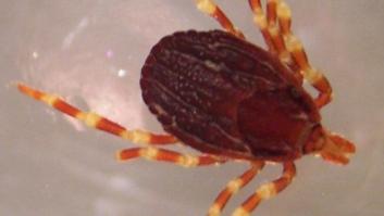 Sanidad detecta garrapatas con fiebre hemorrágica en cuatro comunidades españolas