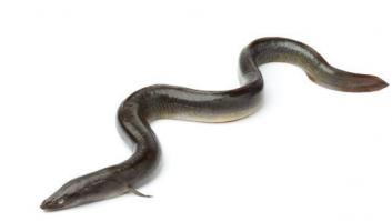 Extirpan una anguila del intestino a un chino que la usó contra el estreñimiento