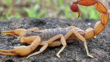 Un escorpión ataca a un viajero en un avión de United Airlines