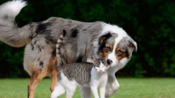 Taiwán aprueba una ley que prohíbe el consumo de carne de perro y gato