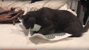 Mira la reacción de este gato al enfrentarse a una ilusión óptica
