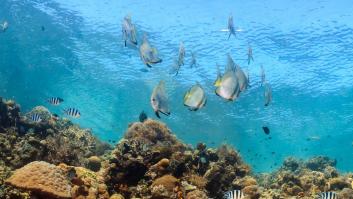 Océanos con menos oxígeno