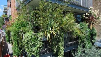 Ocho plantas para que tu terraza parezca una jungla