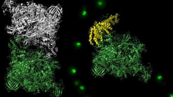 Dime con quién andan tus proteínas y te diré qué hacen tus células