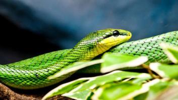 Elogio de las serpientes