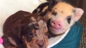 La amistad entre dos cachorros que enamora a internet