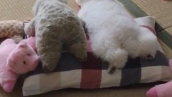 Uno de esos estos peluches está vivo, ¿sabes cuál es? (VÍDEO)