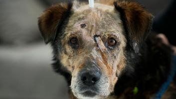 Así te hemos contado el 35º día de la guerra