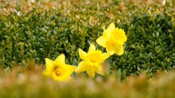 Las mejores plantas con flores resistentes al calor para adornar tu jardín en verano
